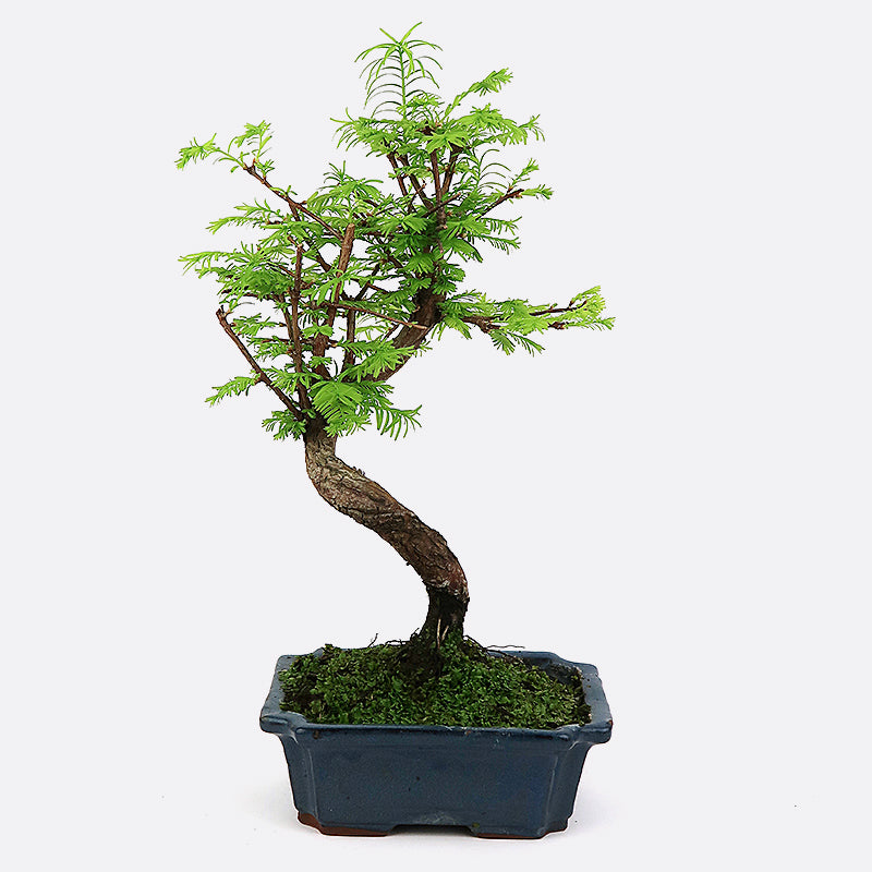 Metasequoia - Urweltmammutbaum, ca. 9 jährig, Gartenbonsai