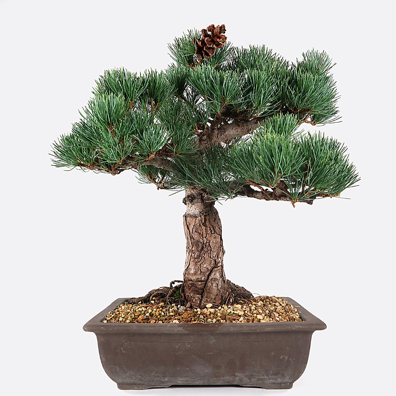 Pinus - Mädchenkiefer, ca. 29 jährig, 40-45 cm, Gartenbonsai