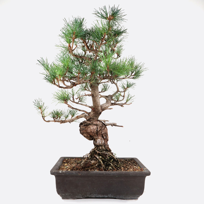Pinus - Mädchenkiefer, ca. 31 jährig, 55-60 cm, Gartenbonsai, zum Gestalten