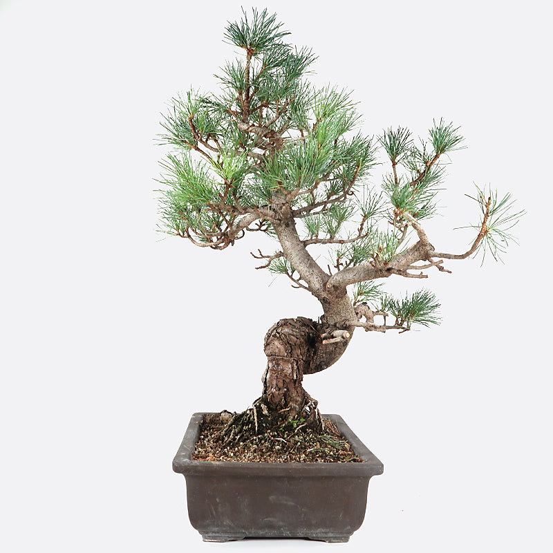 Pinus - Mädchenkiefer, ca. 31 jährig, 55-60 cm, Gartenbonsai, zum Gestalten
