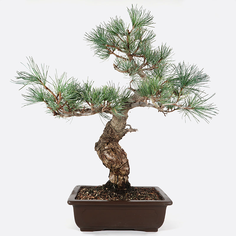 Pinus - Mädchenkiefer, ca. 31 jährig, 50-55 cm, Gartenbonsai