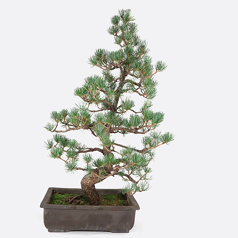 Pinus - Mädchenkiefer, ca. 29 jährig, 70-75 cm, Gartenbonsai