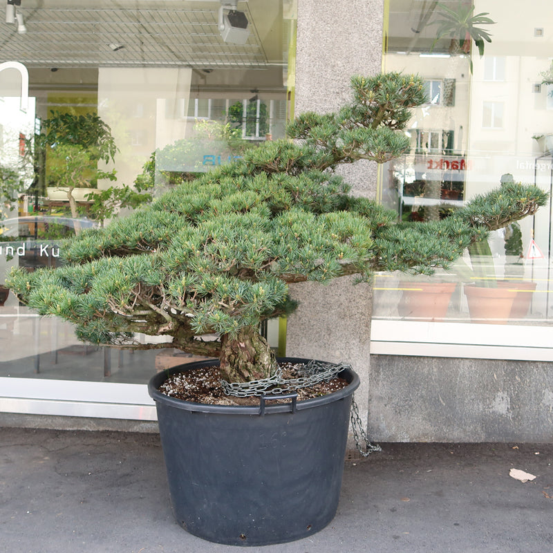 Pinus parvifolia - Mädchenkiefer, 120 cm ohne Topf, Gartenbonsai, sofort lieferbar, es entstehen zusätzliche Transportkosten