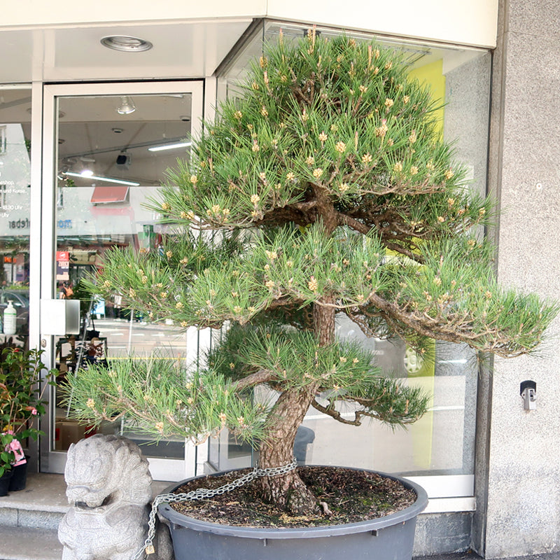 Pinus thunbergii - Schwarzkiefer, 155 cm ohne Topf, Gartenbonsai, sofort lieferbar, es entstehen zusätzliche Transportkosten