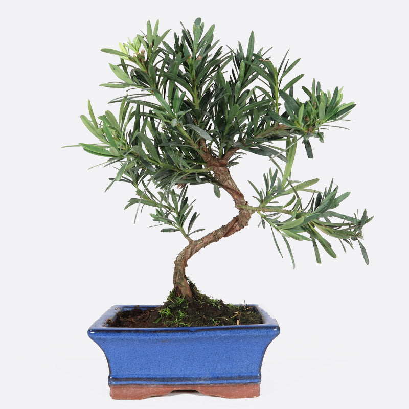efeu verpflanzen Efeu 90 cm im Topf Hibernica main image 1