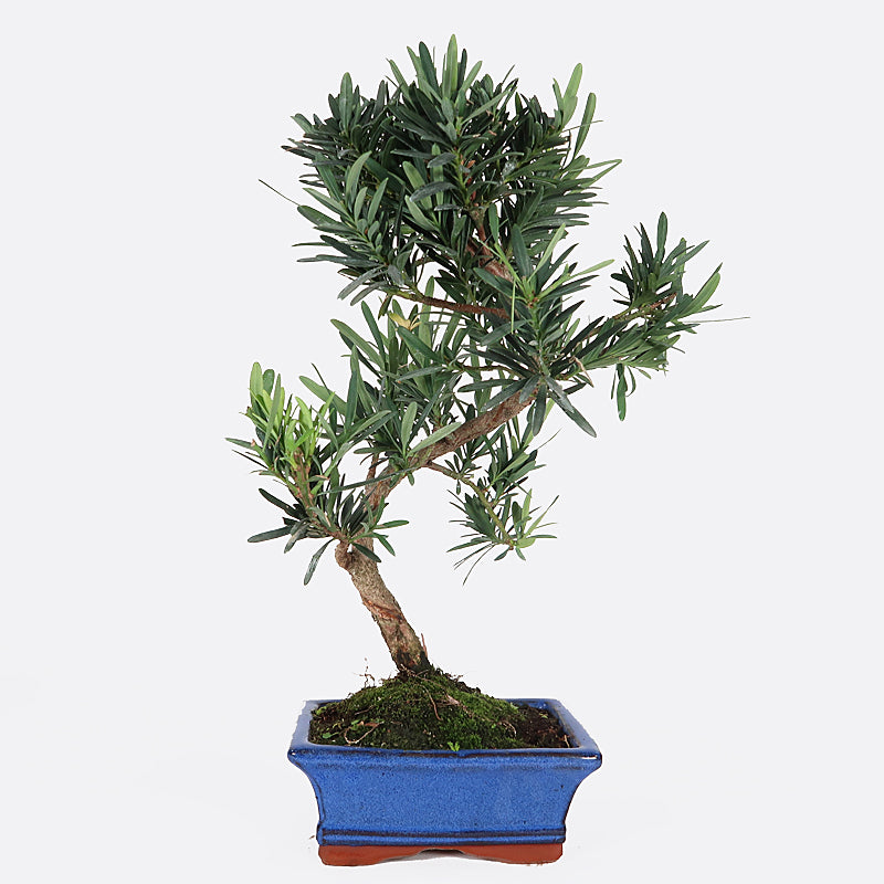 Podocarpus- Steineibe, 10 jährig, 35-40 cm, Zimmerbonsai
