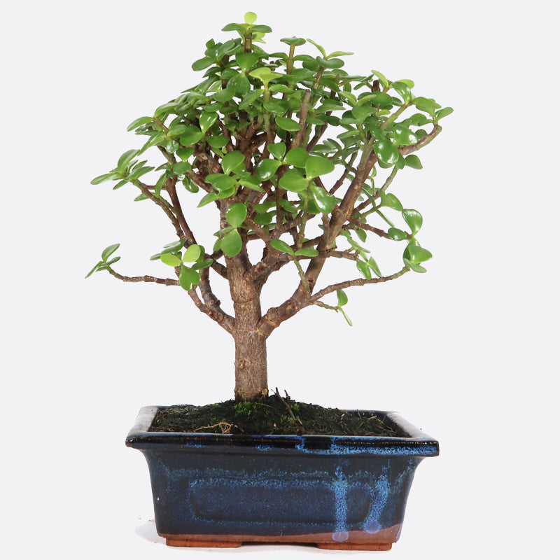 Portulacaria - Jadebaum, ca. 7 jährig, 25-30 cm, Zimmerbonsai
