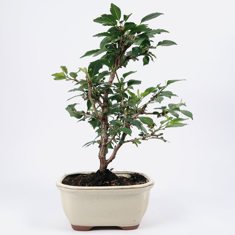 Prunus incisa - Fujikirsche, ca. 9 jährig, Gartenbonsai