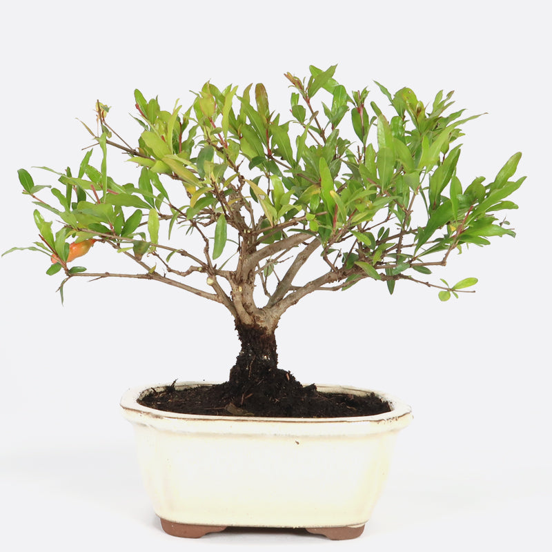 Punica - Granatapfel, ca. 7-8 jährig, 20-25 cm, Kalthausbonsai