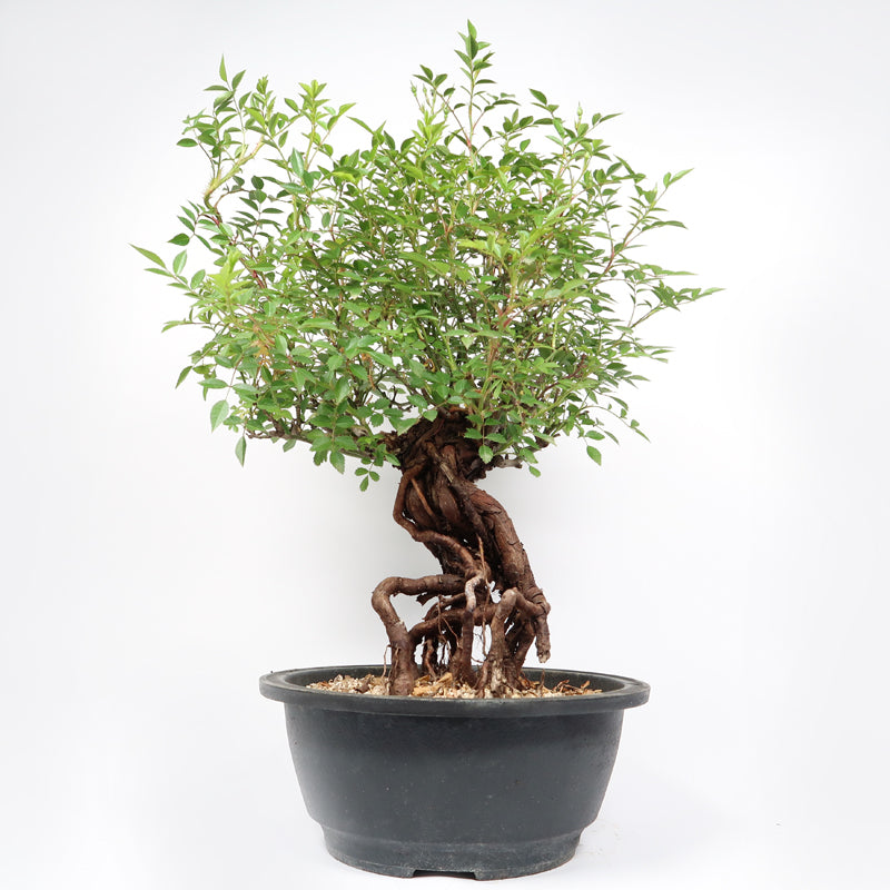bonsai trees cherry blossom Artificial Bonsai】Sakura main image 1