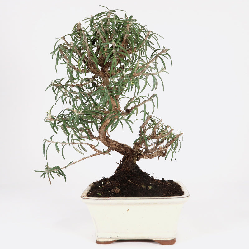 Rosmarinus - Rosmarin, ca. 10 jährig, 30-35 cm, Kalthausbonsai