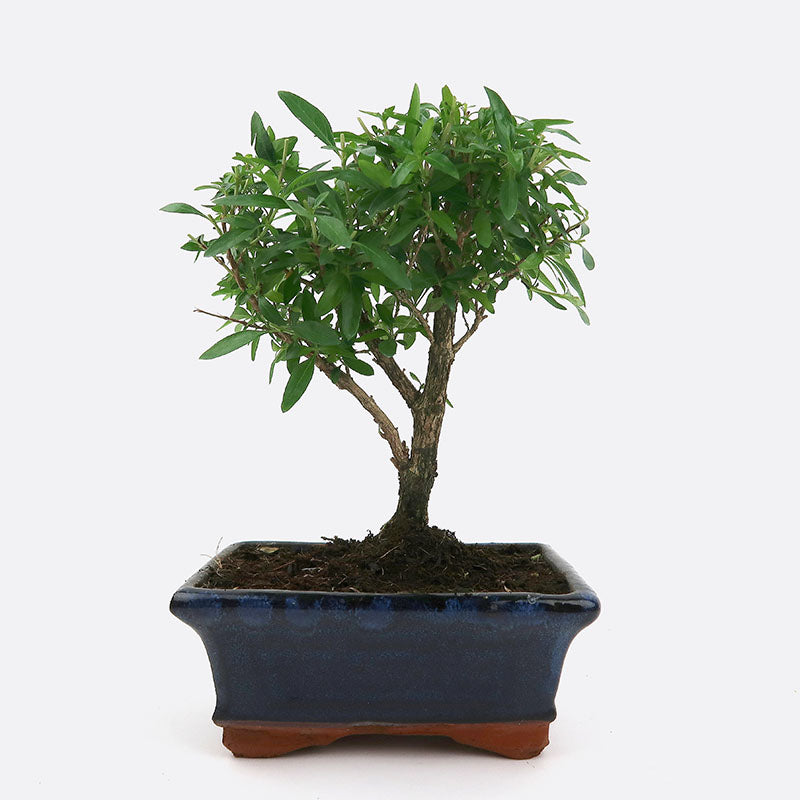 Serissa - Junischnee, 6 jährig, 25-30 cm, Zimmerbonsai