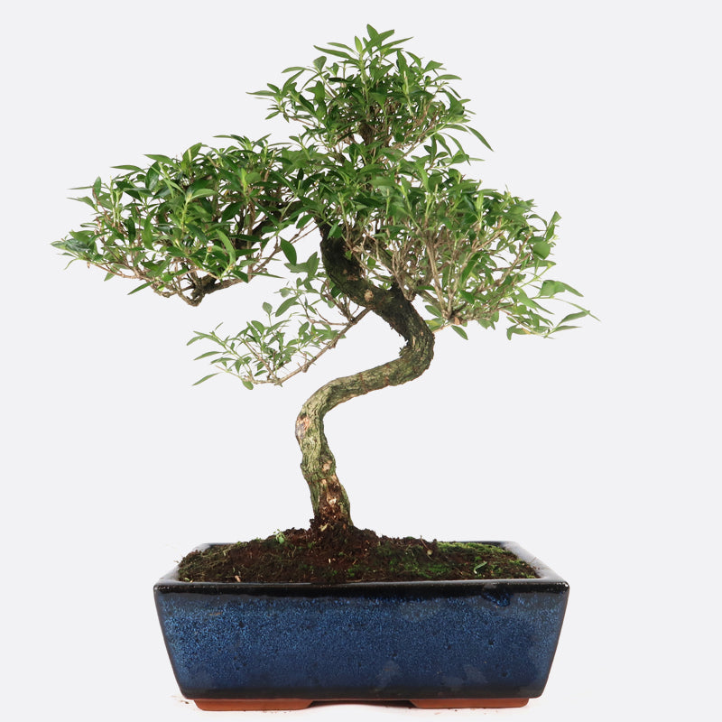 Serissa - Junischnee, 11-12 jährig, 35-40 cm, Zimmerbonsai