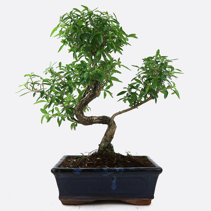 Geschenk-Set mit 8-9 jährigem Zimmerbonsai