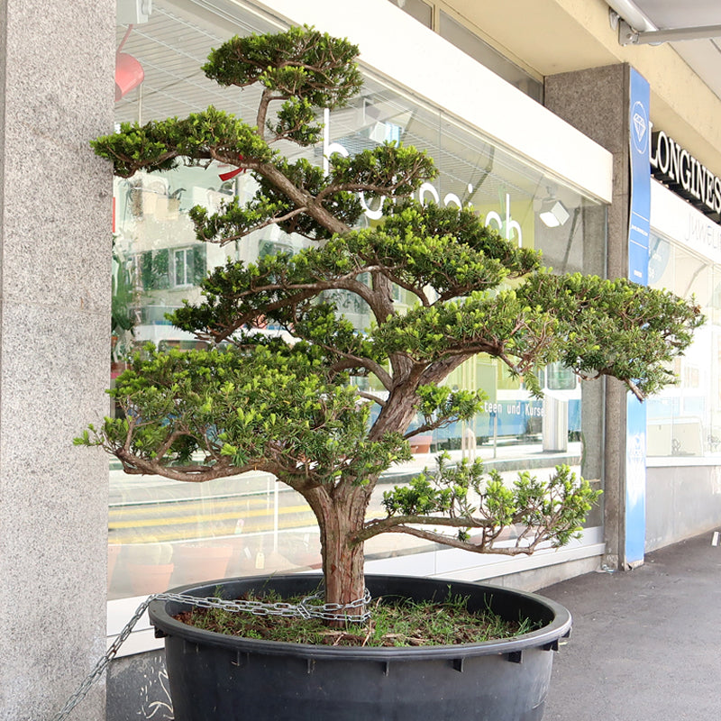 Taxus media - Japanische Eibe, 155 cm ohne Topf, Gartenbonsai, sofort lieferbar, es entstehen zusätzliche Transportkosten
