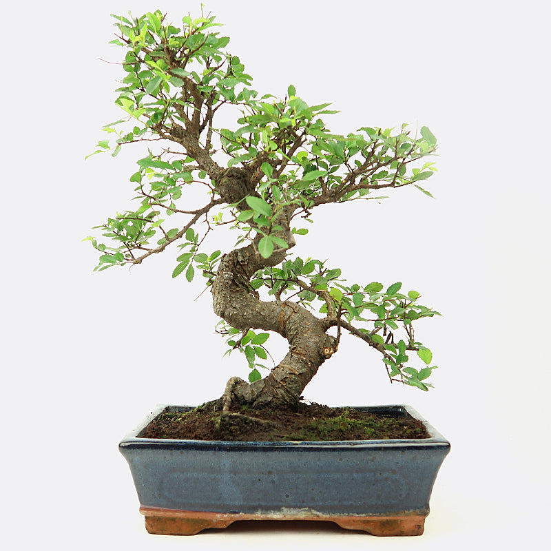 Ulmus - Chinesische Ulme, ca. 14 jährig, Zimmerbonsai
