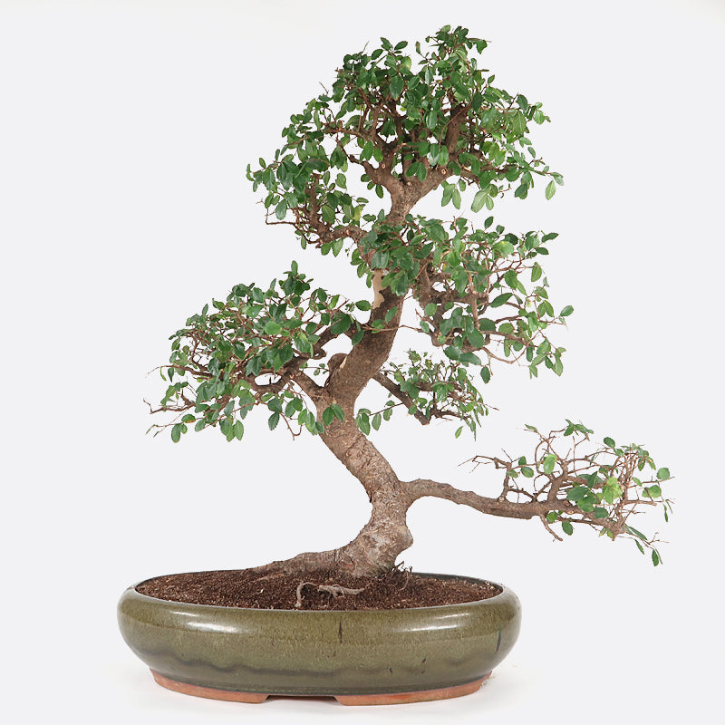 Ulmus - Chinesische Ulme, ca. 25 jährig, 70-75 cm, Zimmerbonsai