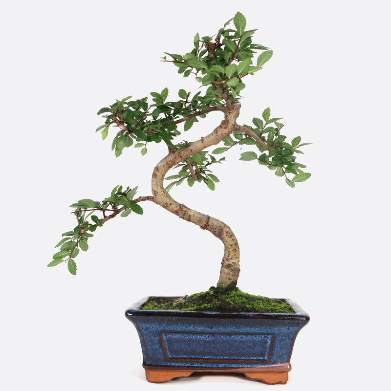 Ulmus - Chinesische Ulme, ca. 7-8 jährig, 25-30 cm, Zimmerbonsai