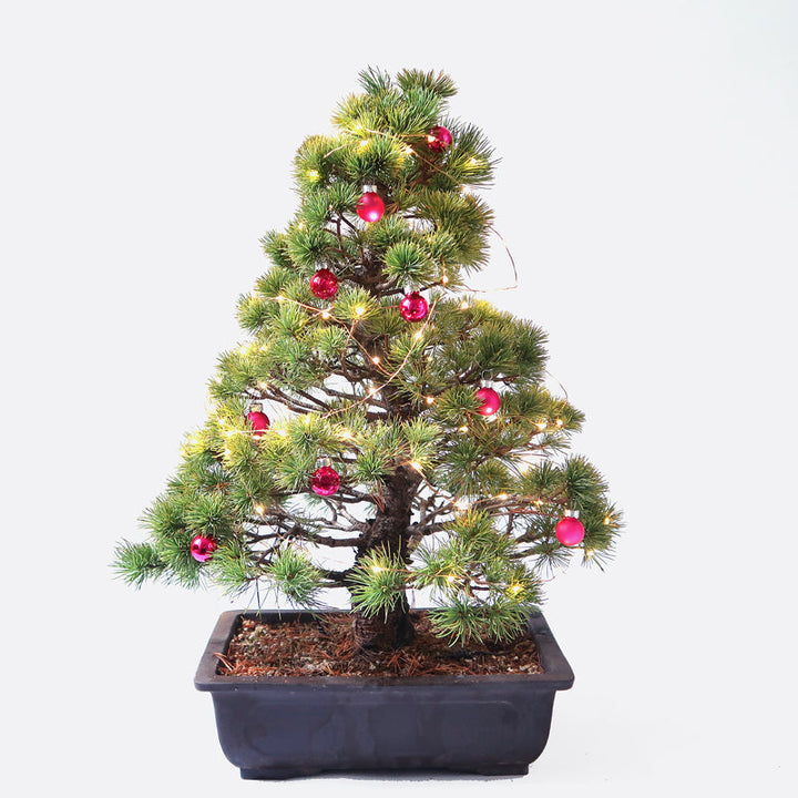 Weihnachtsbeleuchtung für Bonsai, LED-Lichterkette