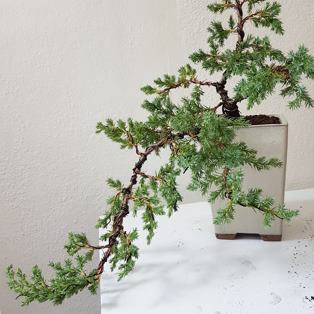 Bonsai.ch | Bonsais online kaufen | grsstes Sortiment der Schweiz
