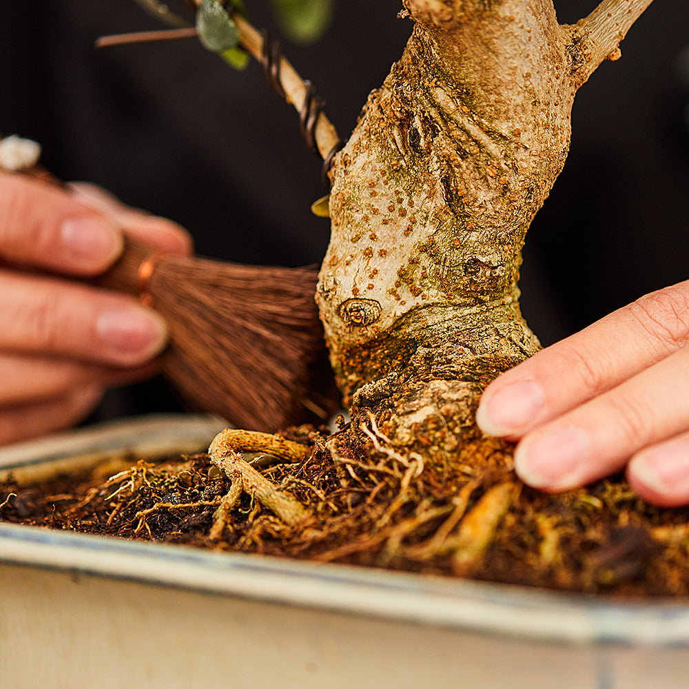 Bonsai.ch | Bonsais online kaufen | grsstes Sortiment der Schweiz