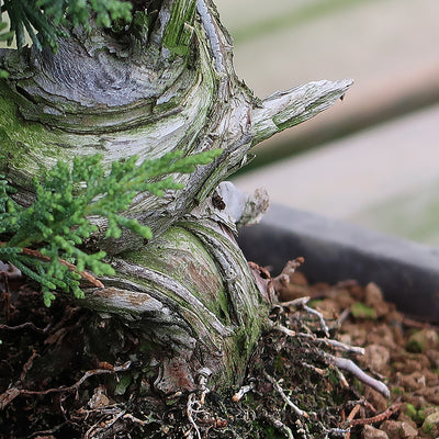 Drahten, Jin und Shari - Totholzbearbeitung | Bonsai.ch E-Commerce GmbH.