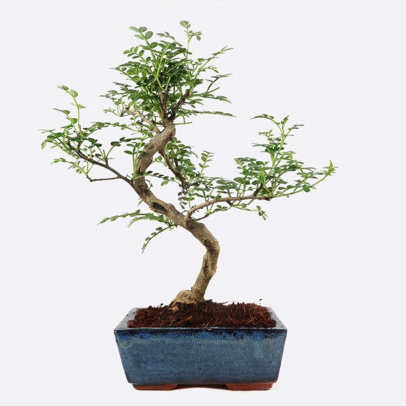 Zanthoxylum - Szechuanpfeffer, ca. 7 jährig, 30-35 cm, Zimmerbonsai