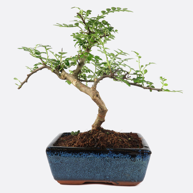 Zanthoxylum - Szechuanpfeffer, ca. 7 jährig, 25-30 cm, Zimmerbonsai