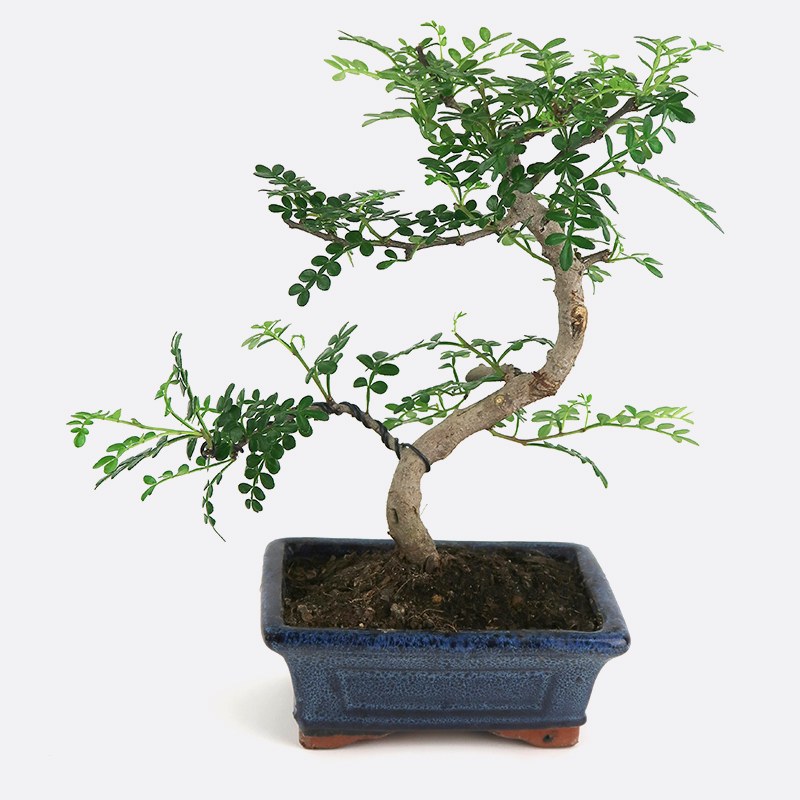 Gestaltungs-Set mit Zimmerbonsai